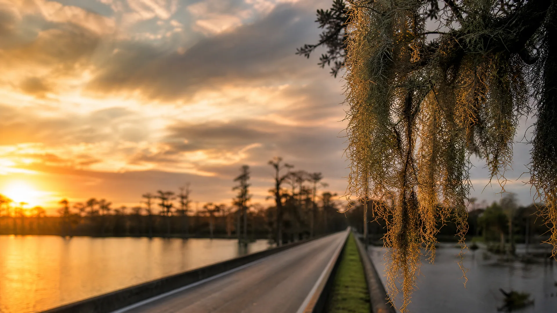 A two-lane road on a causeway runs beside water at sunset, with Spanish moss hanging from a tree branch in the right foreground and bare trees along the far shore.